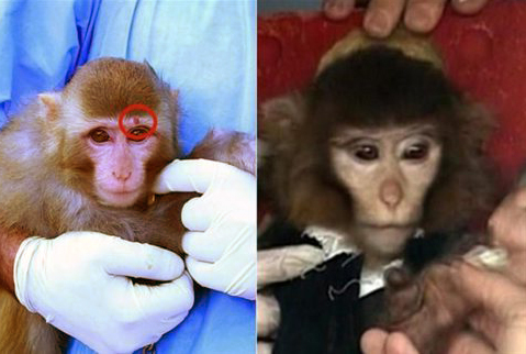 Μαϊμουδιές στο διάστημα…